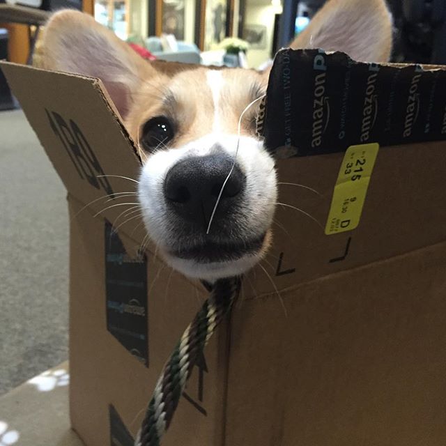 What?! #Monday again? Let's put this #AmazonPrime in reverse and head back to the weekend. #PrimePet