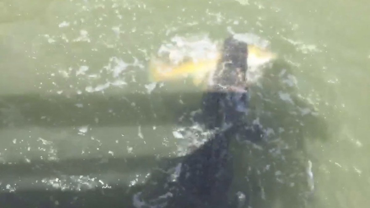 WATCH Greedy alligator steals fish from little boy bit.ly/2lhjmzt https://t.co/VKBTPxqmpp