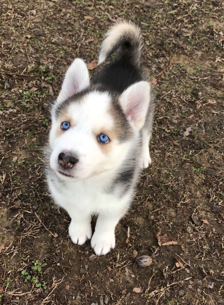 dogcelebration's tweet photo. #DogCelebration 🐶🐾🐶 https://t.co/YTGnLyFyQM