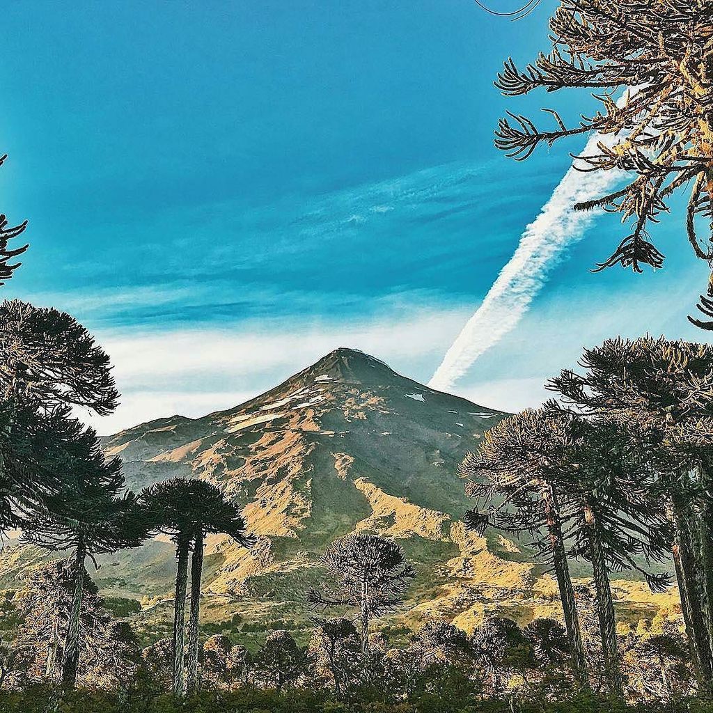 Foto @hotelviravira - Volcano Llanin, #chile in early morning light framed with millennial monkey puzzle trees. #h…