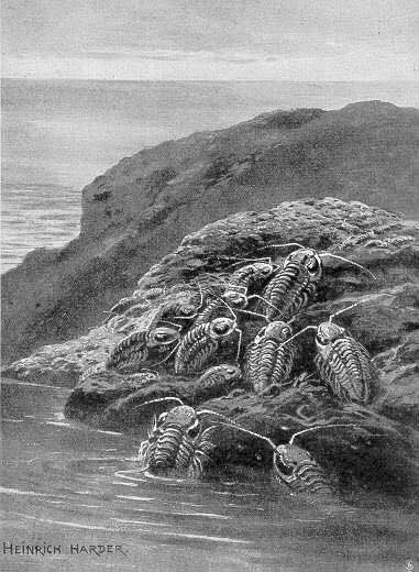 MarioGBartual's tweet photo. Intriguing phacophid #trilobites out of water by Heinrich Hader #Phacops #paleoillustration #paleo https://t.co/iw0SVmndmW