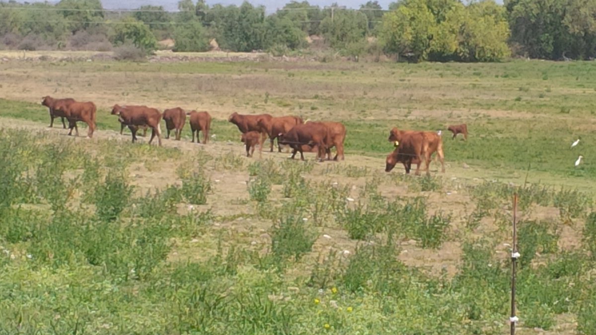 GanaderiaH's tweet photo. En el Rancho Golondrina propiedad de Gabriel Rivera, para implementar el Programa de Inseminacion A. Beef Master https://t.co/hXtsV8sMui