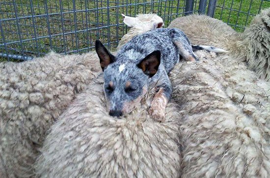 WeLoveDogsUSA's tweet photo. Nap after a hard day of herding.

#dogs #pets #animals #dogsoftwitter https://t.co/Ta8CSqVhc4