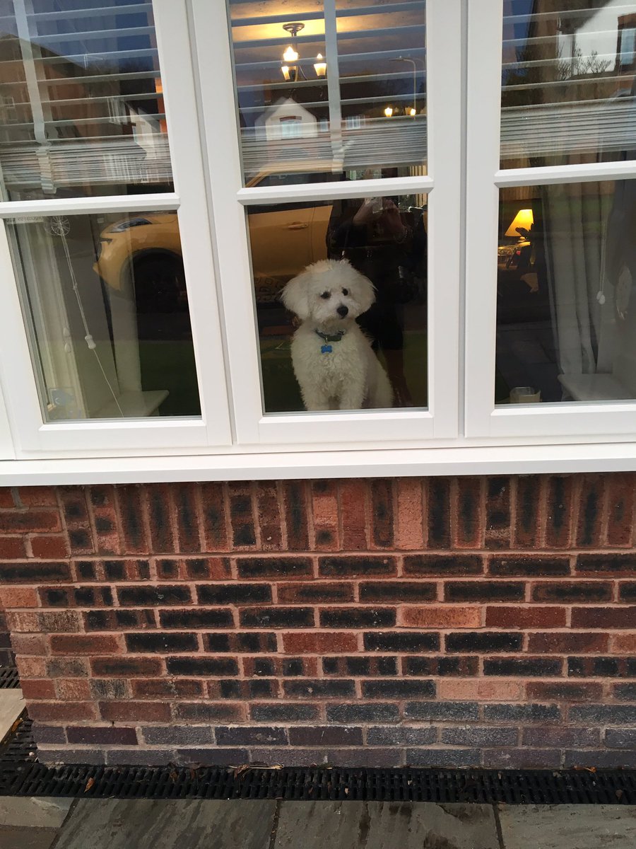 Love looking out of the window. <a href="/jenny_bichon/">Jenny and Dolly</a> <a href="/Paw_Palace/">Paw Palace Boutique</a> @GeorgeBichon <a href="/WalshKim/">kim walsh</a> <a href="/Monty_Bichon/">Monty The Bichon</a> @mollier77 <a href="/Anjie73/">🦄 🌈Anjie 🌈 🐝</a> @austinmini84