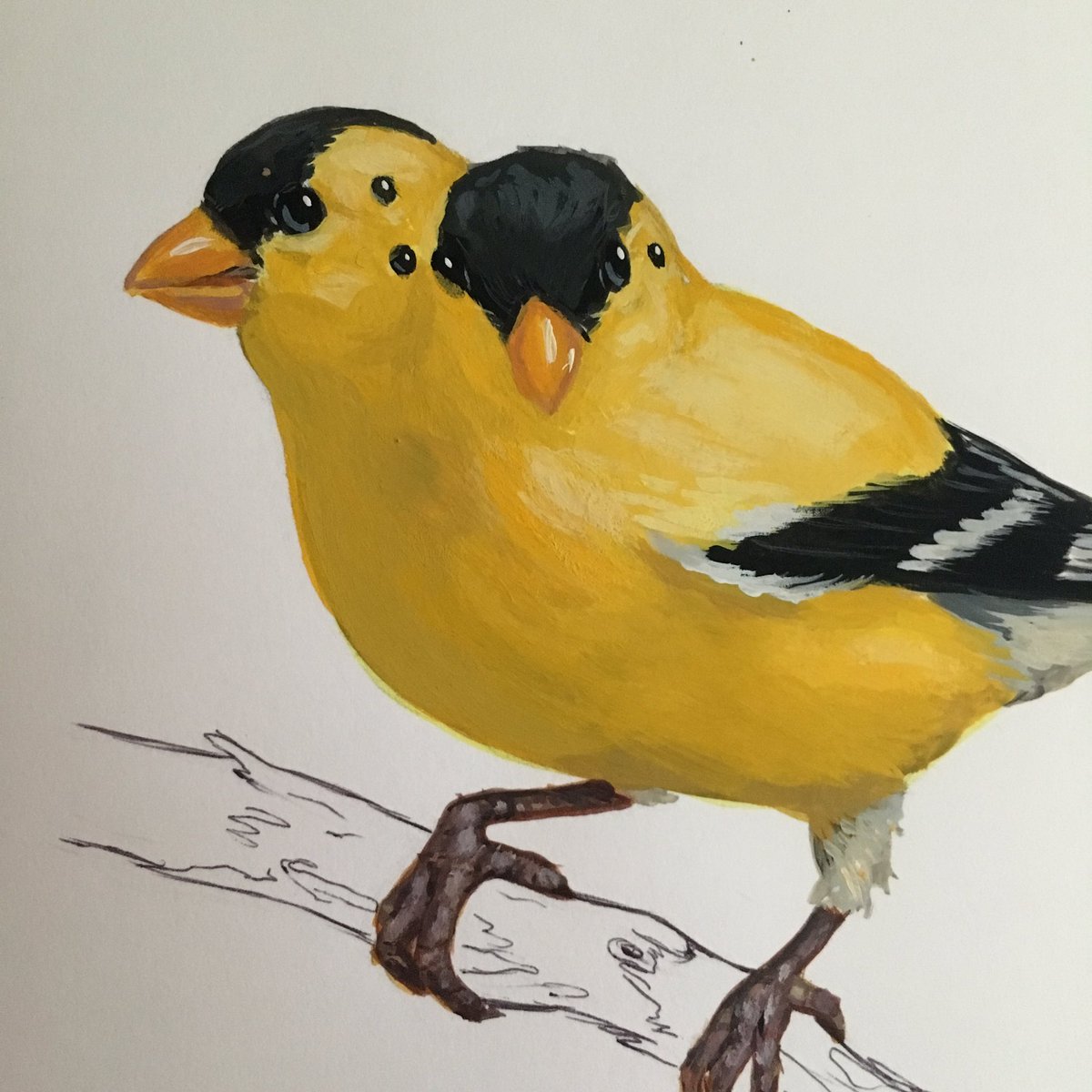 maggieivy's tweet photo. #radbird !!! American Goldfinch https://t.co/SgyvH0acRz
