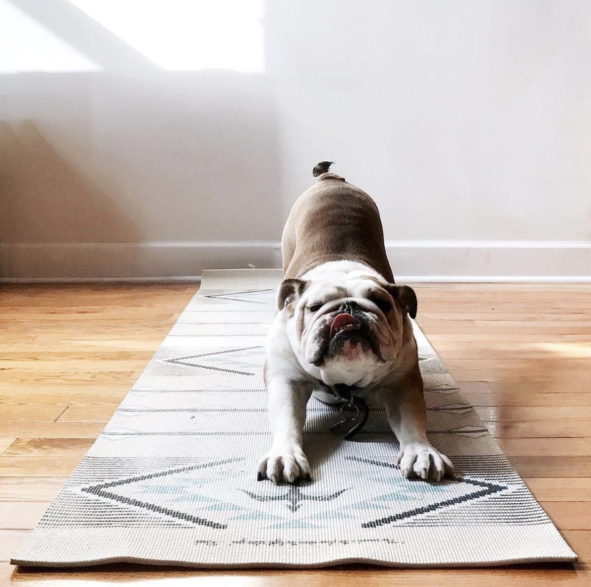#mondaymotivation 🙌 #yoga just got a whole lot cuter🐶🌿Be good to your mind, body and soul🌿