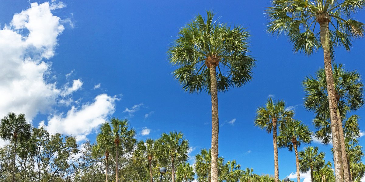 Palm trees and a blue sky.