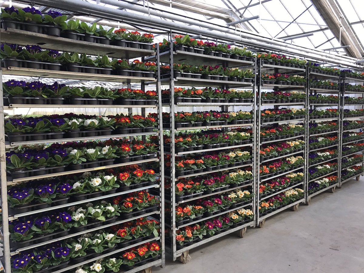 GatherGartenbau's tweet photo. Nachhaltig produzierte #Pflanzengefluester #Primeln fertiggestellt zur Verladung. Produziert ohne Chemie und Wachstumsregulatoren!! https://t.co/v4kQUn3GFt