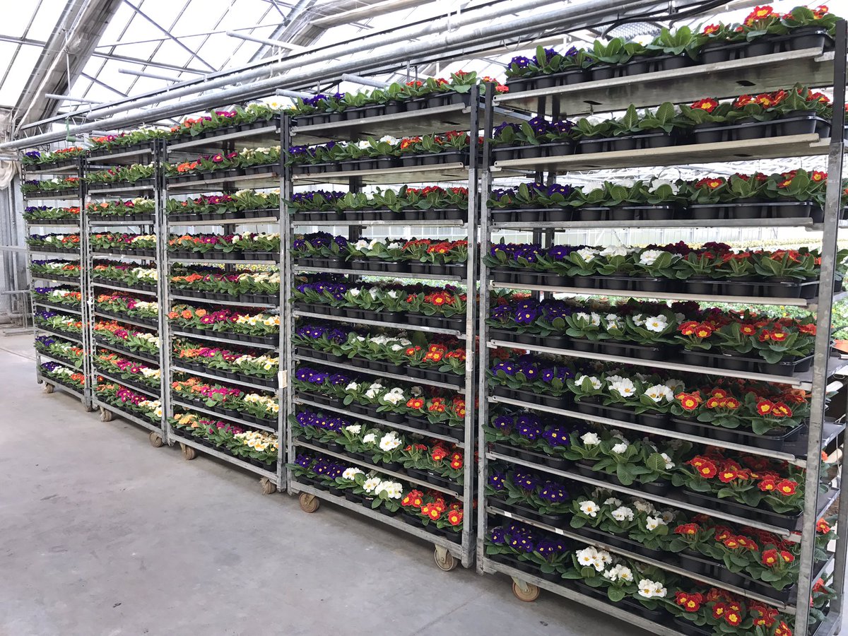 GatherGartenbau's tweet photo. Nachhaltig produzierte #Pflanzengefluester #Primeln fertiggestellt zur Verladung. Produziert ohne Chemie und Wachstumsregulatoren!! https://t.co/v4kQUn3GFt