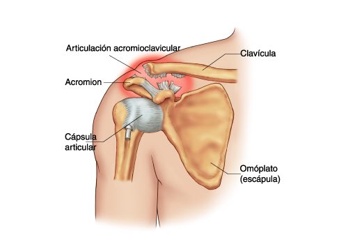 Разрыв суставной сумки плечевого сустава. Разрыв связок плечевого сустава симптомы. Разрыв связок плечевого сустава симптомы. Разрыв связок плечевого сустава симптомы. Строение плечевого сустава сухожилия.