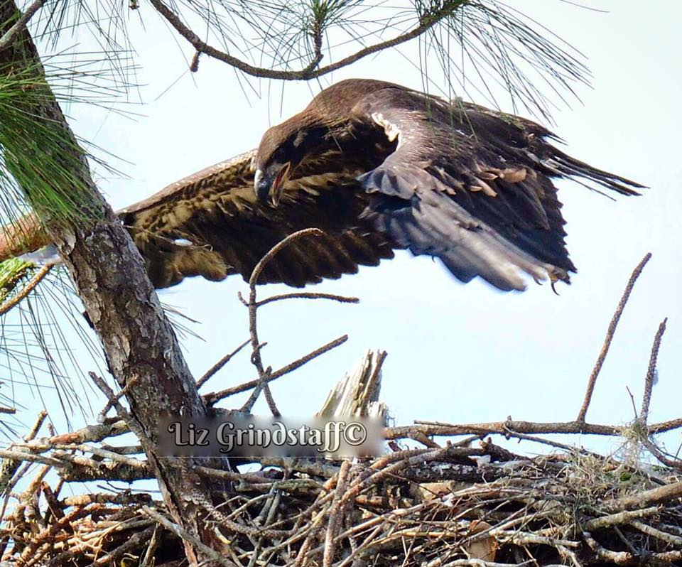Almost 60 days old &amp; ready for lift off! When do you think E9 will branch or fledge? (Photo by Liz Grindstaff)