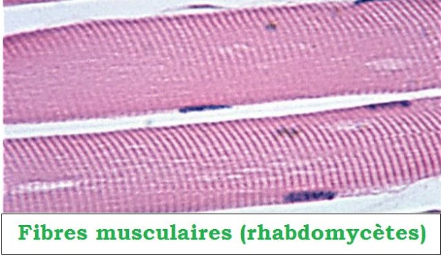 Biofaculte's tweet image. Définition de tissu musculaire striée