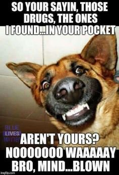 DQ_GSD's tweet photo. #K9s #Dogs #Humor #LEO Must of let the #NarcDog hit the good stuff 🎤🎤🎤https://t.co/RmScLmxlnp @Domelights @AnonymousCop50 @Daily_Cop_Quote https://t.co/fPKFbtKE4L