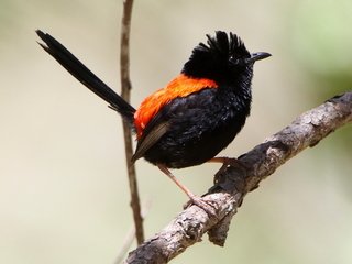 ApuntesCiencia's tweet photo. Las 12 especies del género #Malurus reciben el nombre común de #ratonas australianas • https://t.co/IZ1oq4D9RS https://t.co/lSMoIVKdHv