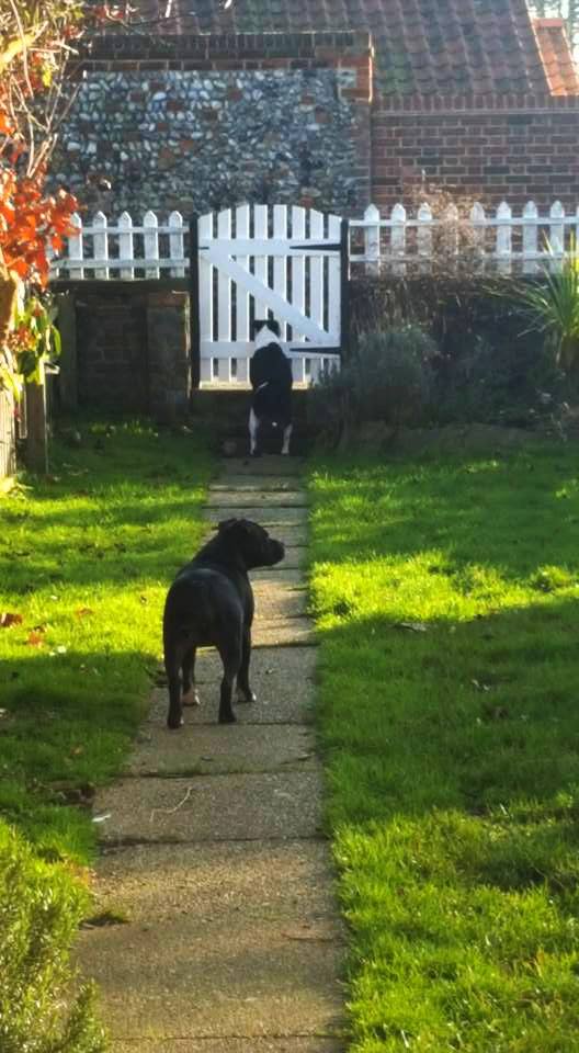 JuanperiCottage's tweet photo. Staffies Mollie and Prince were our guests last week. "They had the best time and were truly worn out. #Staffie #WintertonOnSea #Norfolk https://t.co/p1tfGk66ca