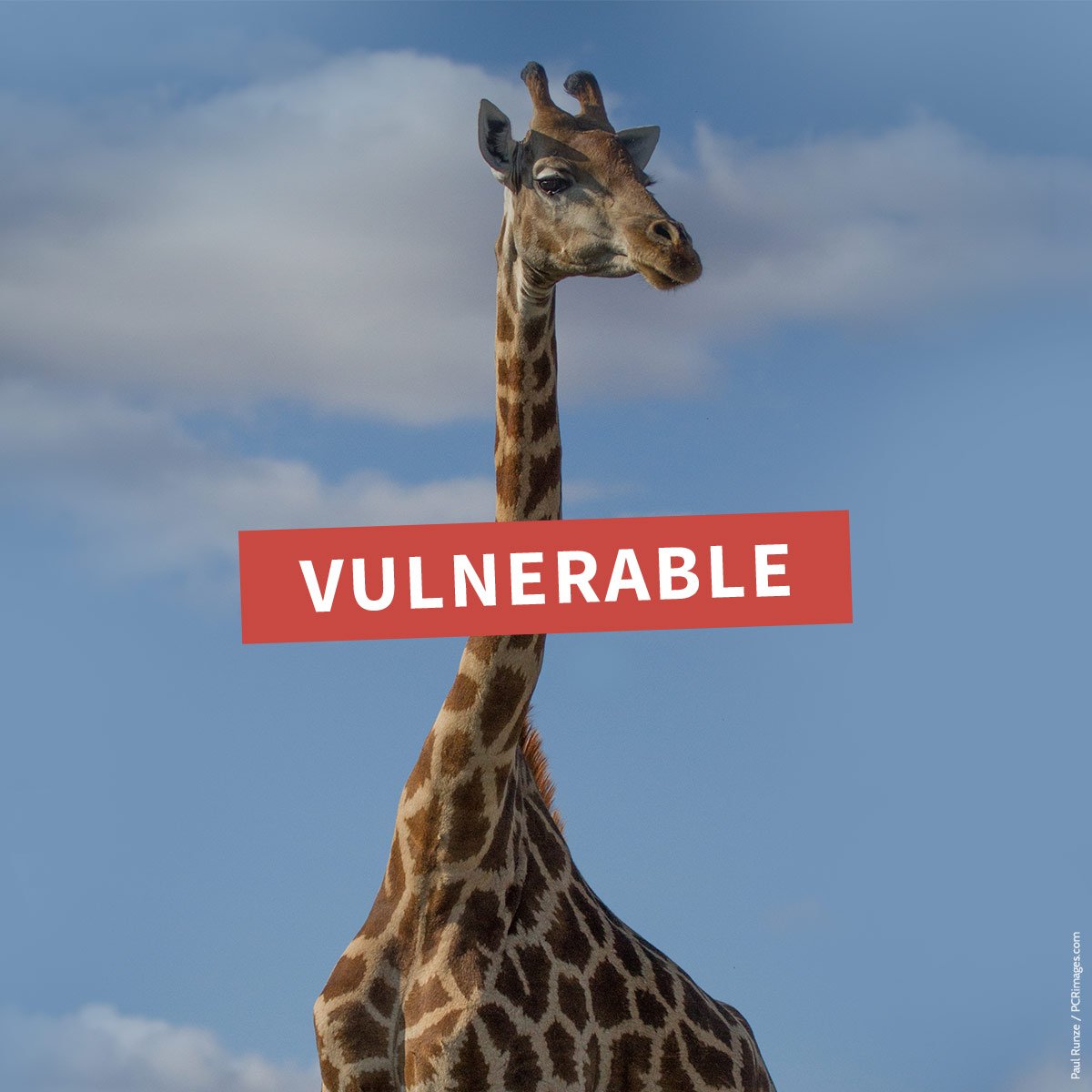 AWF_Official's tweet photo. An Africa without giraffes? It’s not a stretch. Give monthly to protect them every day https://t.co/PNFErVbUWI https://t.co/Rf57Eut5jU
