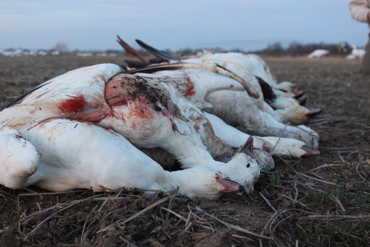 GremaudBrent's tweet photo. The last two hunts I can't complain about. #FowlPurge #Snows17 @jwolf7447 @JayReiners @adamlt1787 @NickGremaud @hevishot https://t.co/eLAR3tho1T