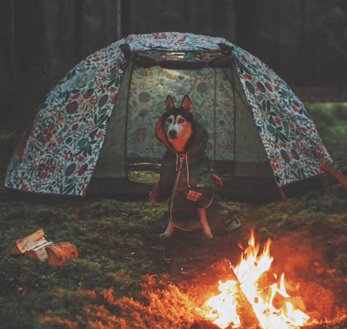 American Nomad tweet media