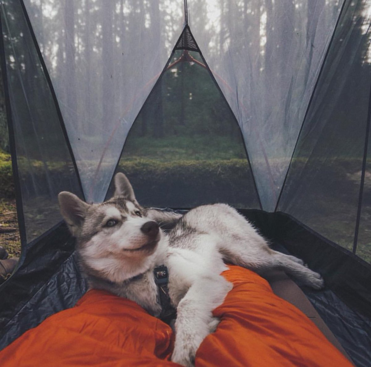American Nomad tweet media