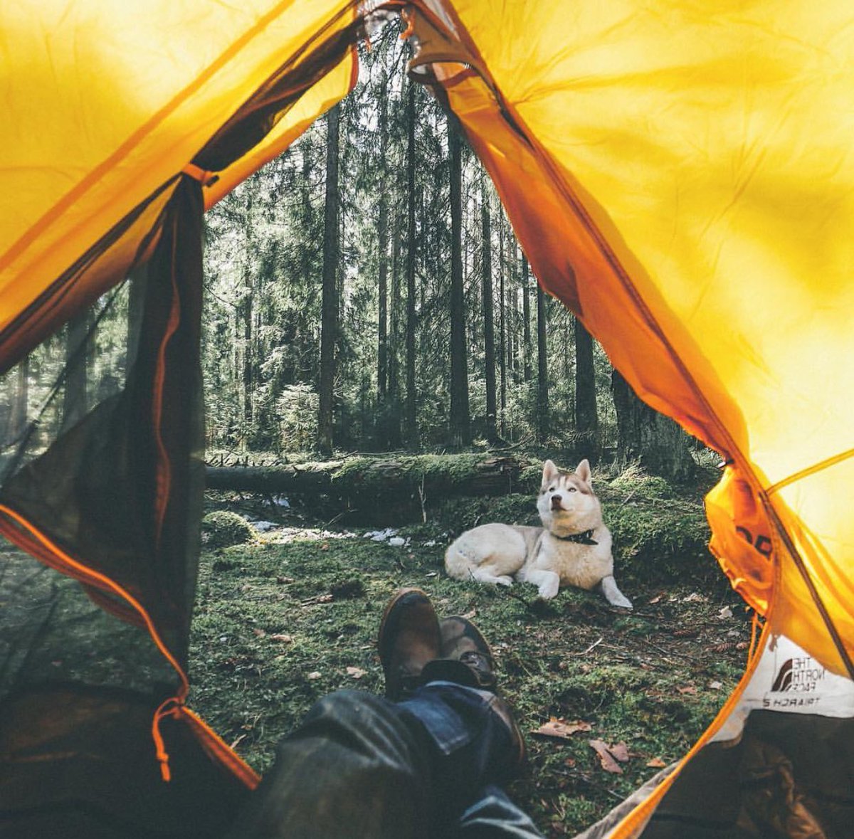 American Nomad tweet media
