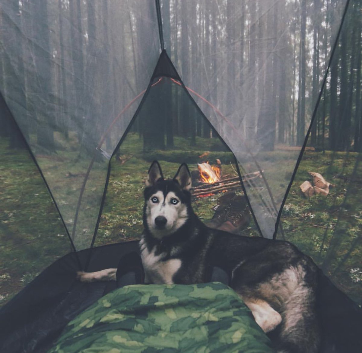 American Nomad tweet media