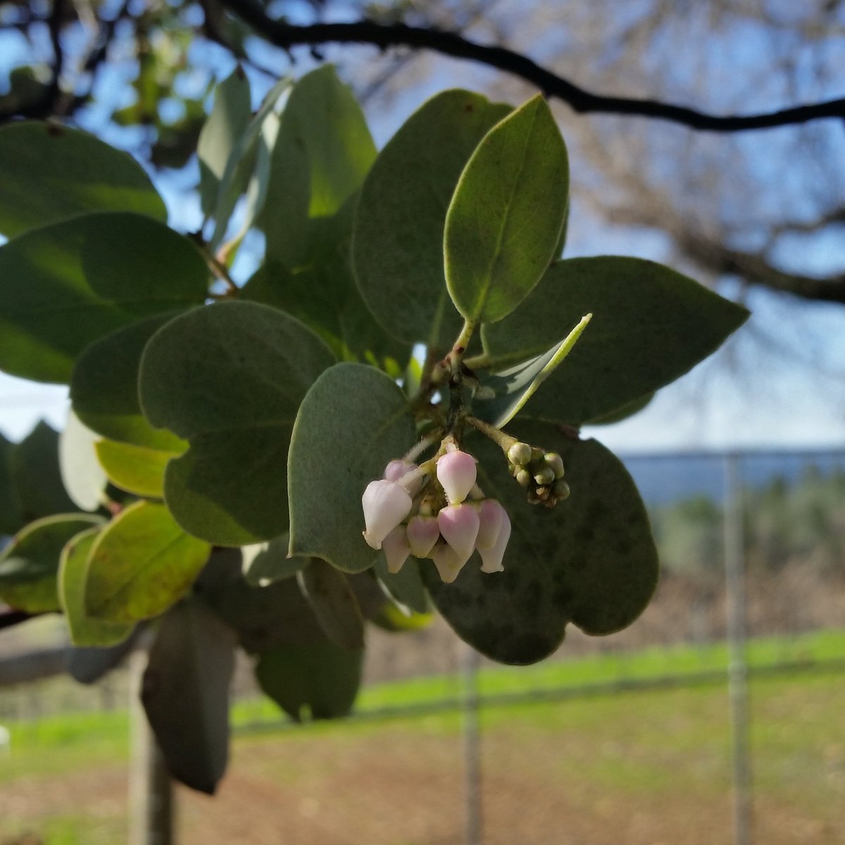 PVWineries's tweet image. Spring is on its way in El Dorado's Pleasant Valley