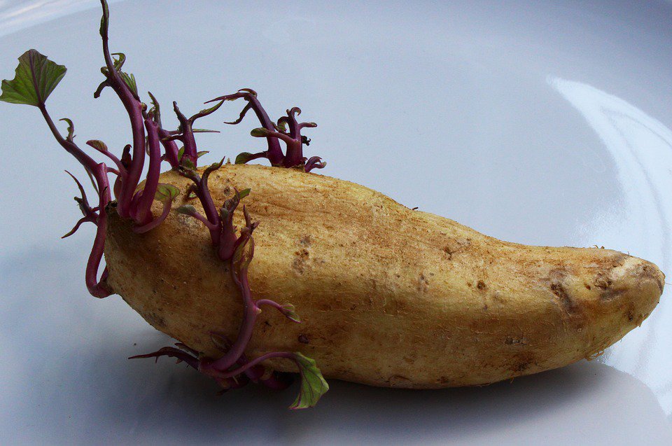 agrifoodaid's tweet photo. To reuse #potato seeds, pick the best: however it is advisable to use certified potato #seeds. https://t.co/jL0DqoiAhM #foodsecurity #Africa https://t.co/9mLyxV2WC1