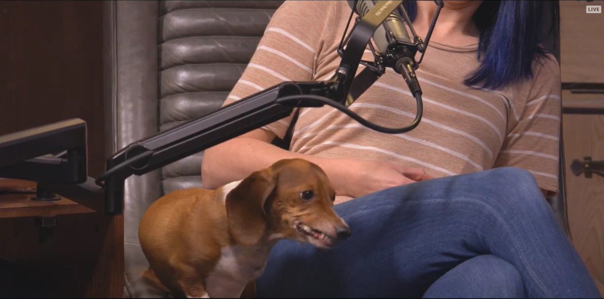 portable_hb's tweet photo. Lookit this cutie @bexmix cooling off a pancake for her doggo friend <3 #waffleo #pancakeo #RTPodcast https://t.co/7h9N4XEmuZ