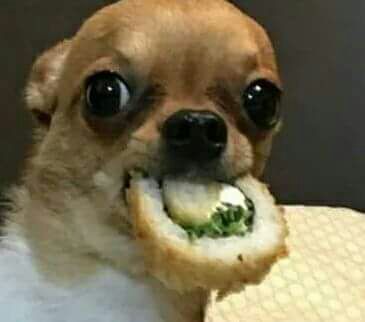 YoSoyAntrax's tweet image. ¡ÚLTIMA tarjeta para 1200 gemas!!! RT a este perrito para participar!! 😍🐶