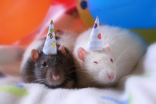 Fraser_Tag's tweet photo. Cheers to the birthday boy @AidenBGI 🎂🍾🐀 https://t.co/uAPek8rCen