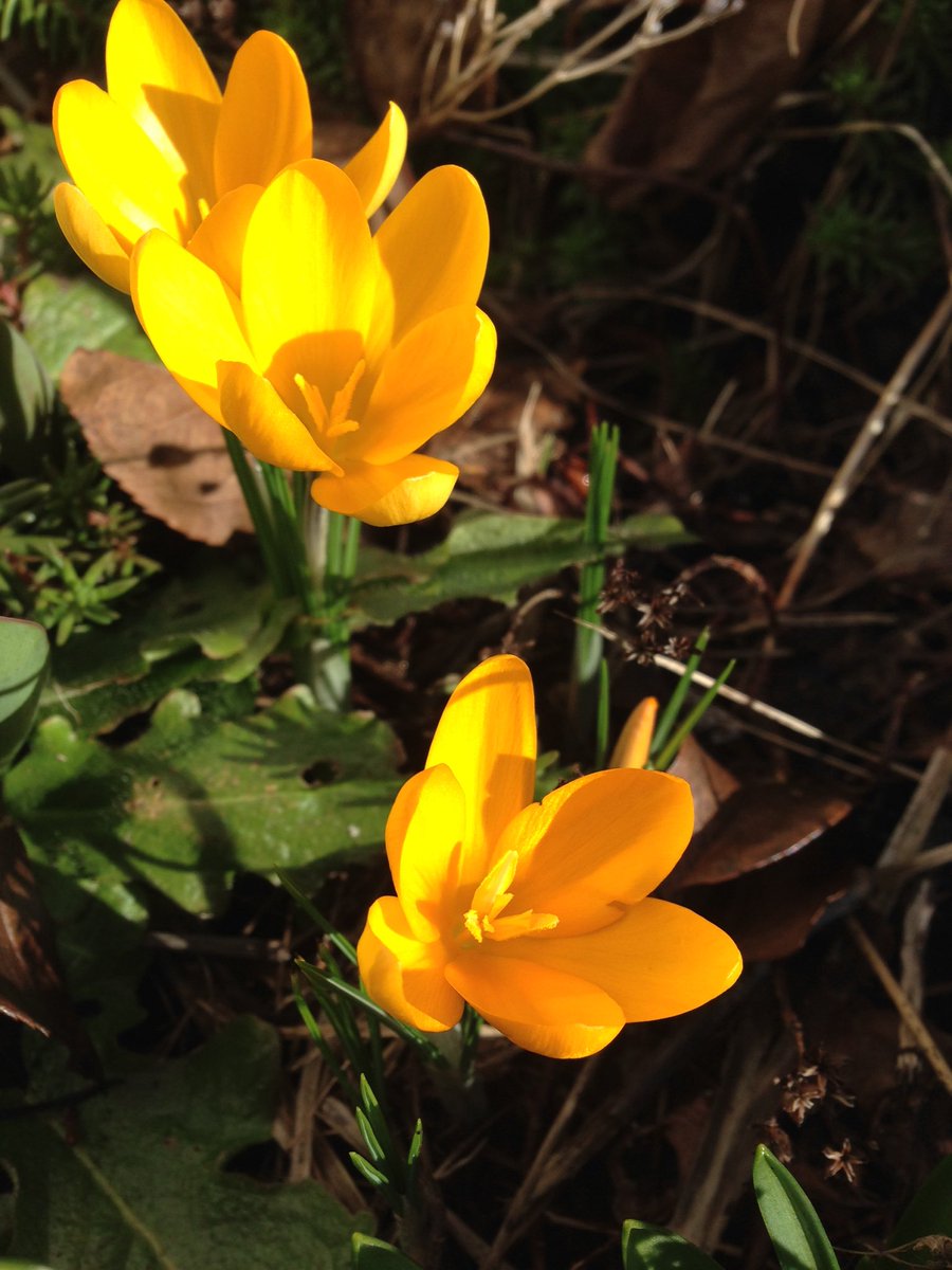 keiththirkell's tweet image. Spring is in the air even though it snowed today!