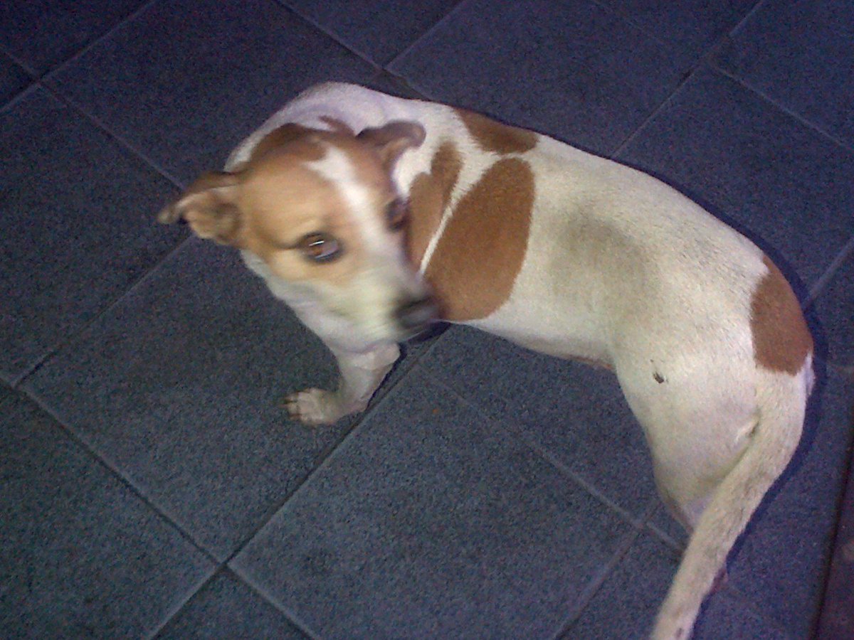 tistjmay's tweet photo. @Karem_587 ESTA PERRITA ESTA EN SITUACION DE CALLE NECESITA UN HOGAR URGENTE 0426/314-56-71 https://t.co/d3evh8PVCD
