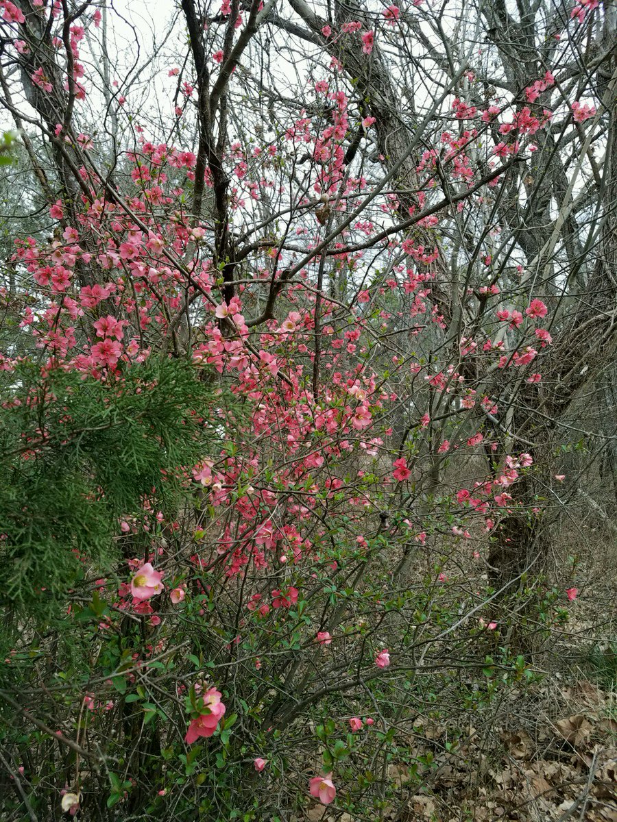 TakeItEasyResor's tweet photo. redbud!!!! It is SPRING~! #TIE #gocargo #letthefunbegin https://t.co/Me19QYN8fF