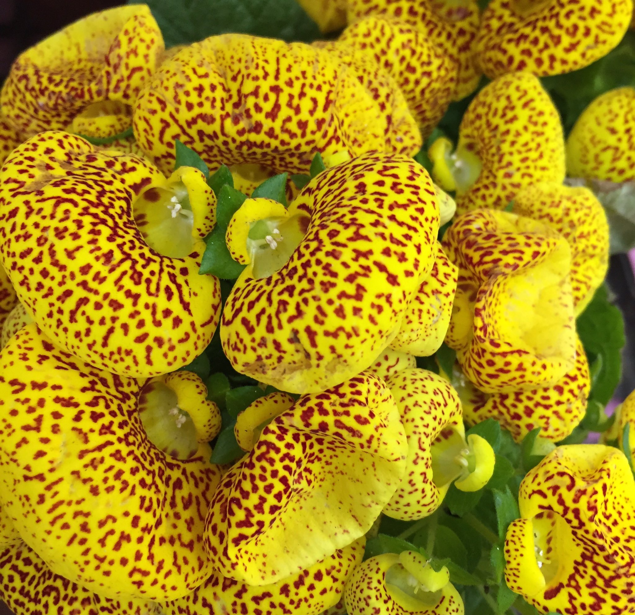 טוויטר 花ひばち 優しい繋がりに感謝 בטוויטר カルセオラリアは 巾着草 の名前で親しまれ 袋状の花の形がユニークで面白い 植物です 咲き終わった花はこまめに摘み取ると 花に隠れていた蕾に日が当たり 5月頃まで咲いてくれます 花言葉は 私の伴侶