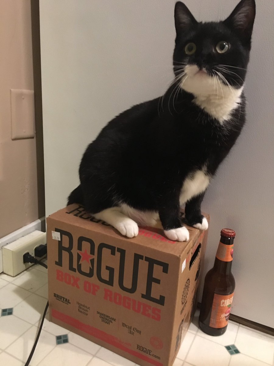 lochnesk's tweet photo. You must feed me before you have a beer @RogueAles...#Caturday #beeroclock #beerblock https://t.co/neaXHp9Ji9