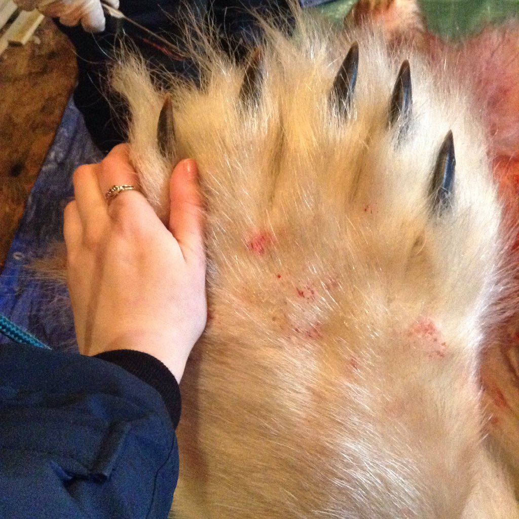 megdnochasak's tweet photo. #InternationalPolarBearDay love: hand (paw?) holding and bear hugs. Hunted with a license, meat distributed to the community. :) #Nanuk https://t.co/WmeVkkErc2