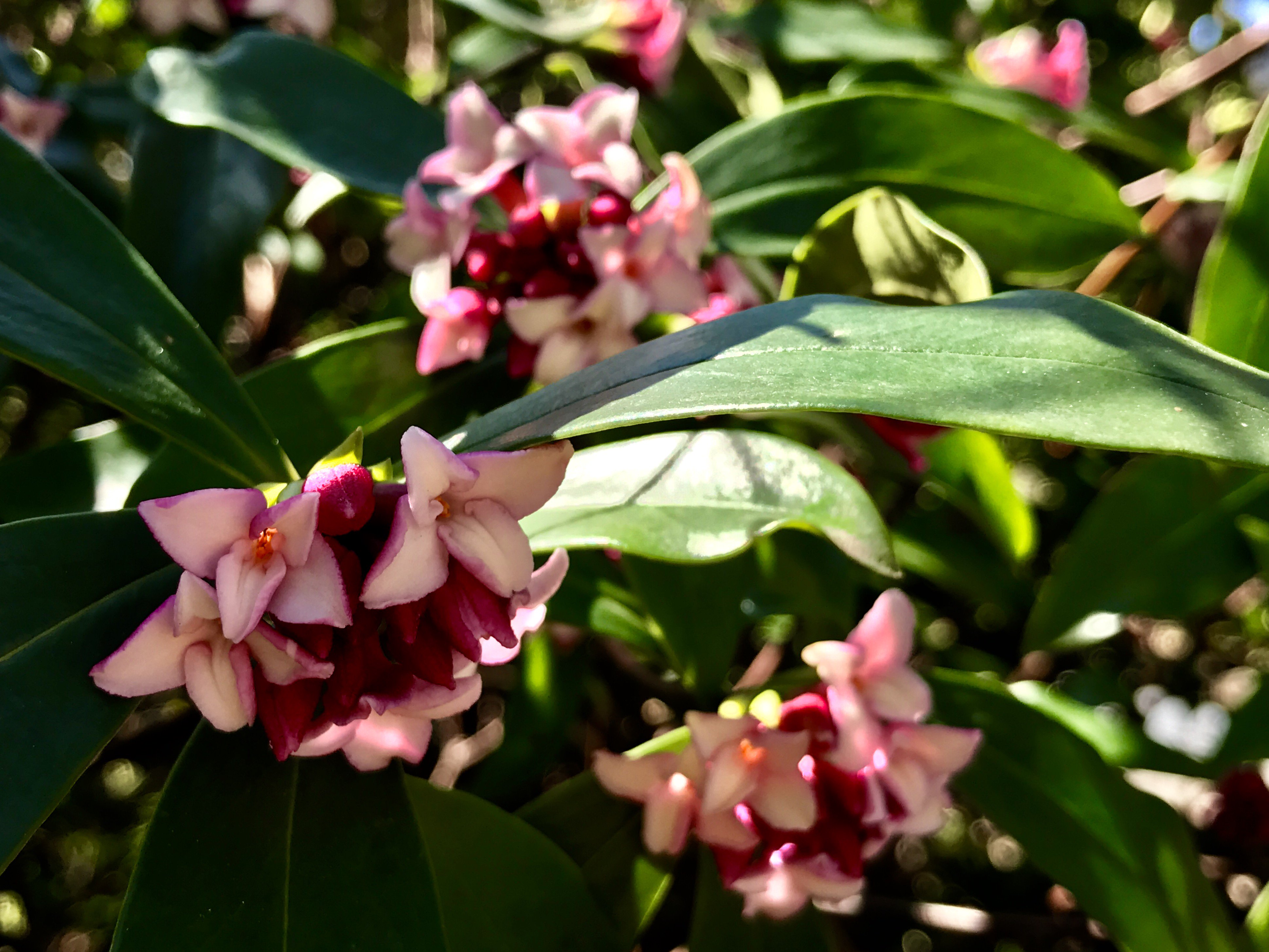 福岡大学 Pa Twitter 七隈花便り 9 ジンチョウゲ 沈丁花 Winter Daphne 遠くから春の香り が溢れ出す 香木の沈香のような芳香と丁子 ちょうじ のような花を付ける木の意 葉の形が月桂樹 英名daphne に似ている 沈丁花が咲くと他の花も次々に開いていく 明日