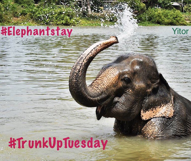 Elephantstay's tweet image. #TrunkUpTuesday #fun at #Elephantstay! Join us every #Tuesday for a #trunk up pic! 🐘#elephants #volunteer #old #travel #thailand #animals 🐘