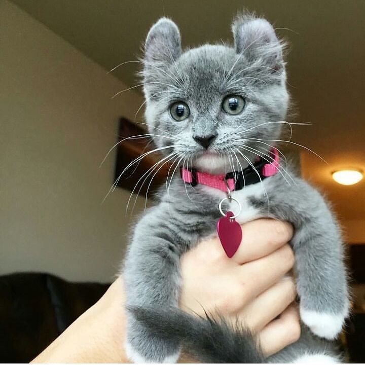 AnimalLulz's tweet photo. https://t.co/gEg5yAwmUG Cute lookin #grey #kitty

Via gokyuzlumadam from #tumblr https://t.co/TbQUYA77PS