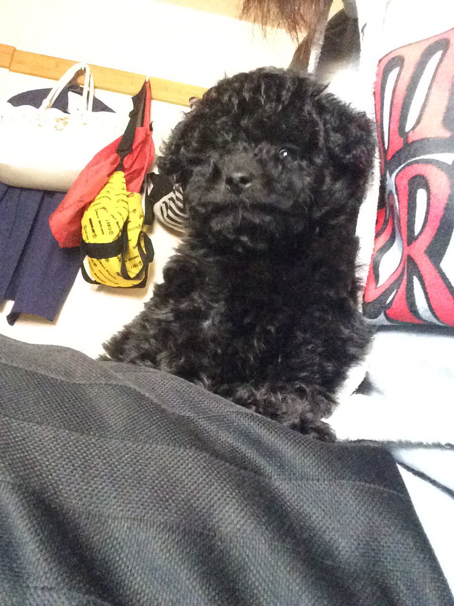 wanwan_papi's tweet photo. 吟も大きくなったなー
初めての顔バリ渡辺先生にやってもらってめっちゃないてたのすごい記憶に残ってるwwwんでJKCの時マイペース過ぎて笑うしか出来なかった😆誕生日過ぎたけどこれからも一緒に成長していきまSHOW!! https://t.co/BNL1hhMlwN