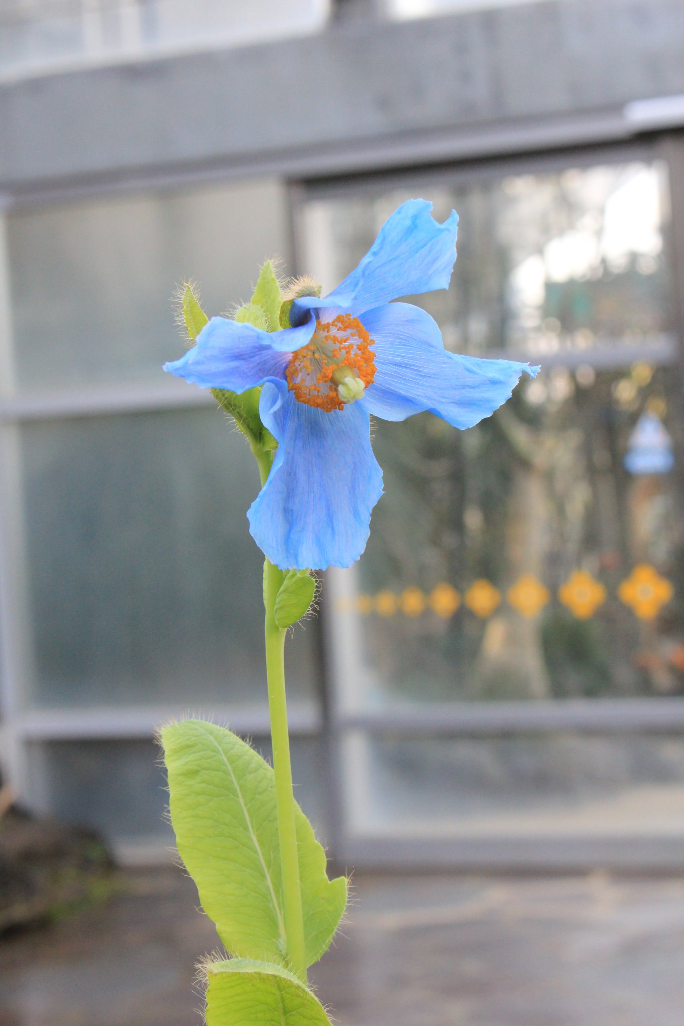 咲くやこの花館 على تويتر 本日高山植物室にて 当館目玉の植物の青いケシ メコノプシス ベトニキフォリア が美しい花を咲かせております ぜひその花姿をご覧くださいませ 咲くやこの花館 青いケシ 高山 青 咲くやこの花館 على تويتر 本日高山植物室にて 当館目玉の植物の青いケシ メコノプシス ベトニキフォリア が美しい花を咲かせております ぜひその花姿をご覧くださいませ 咲くやこの花館 青いケシ 高山 青