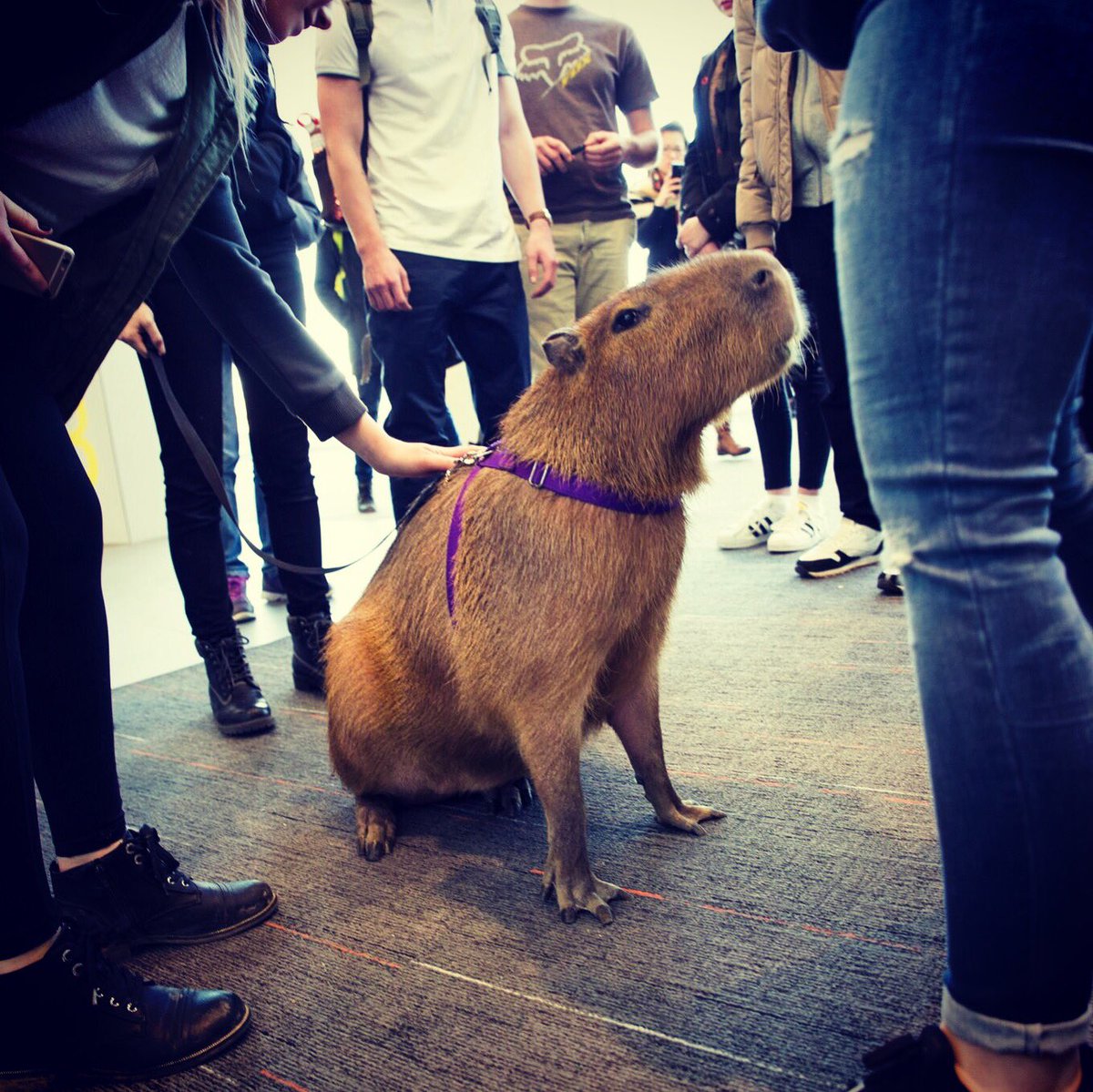 Ryan Patterson tweet media