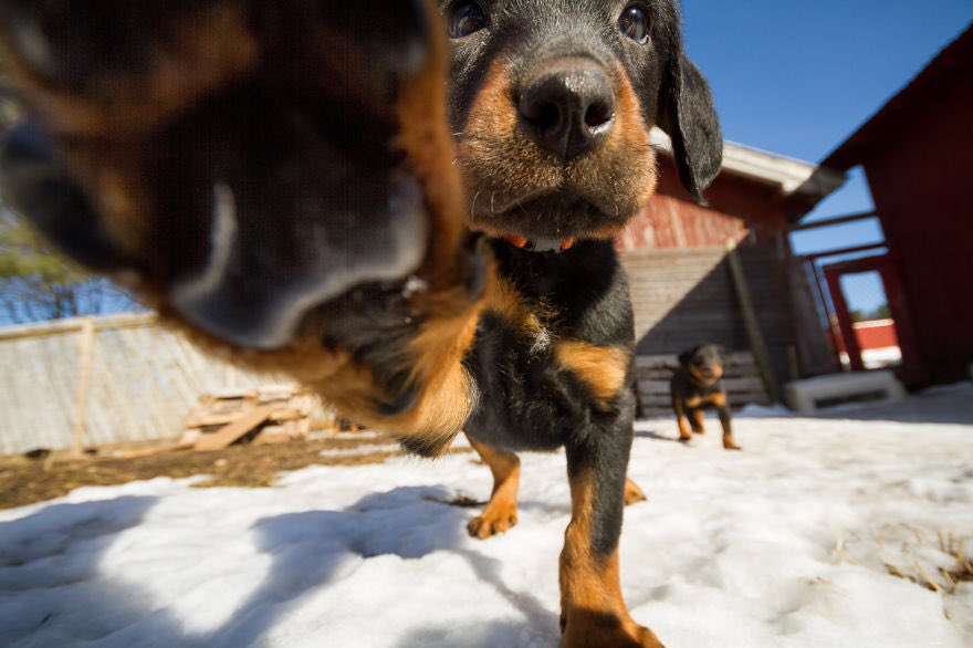 Pretty_Pupps tweet media