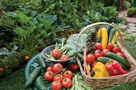 SaveOurGardens's tweet photo. An amazing, delicious haul from the community gardens today! #SavePaisleyPark #OUDI17 https://t.co/6aKC86nkzE