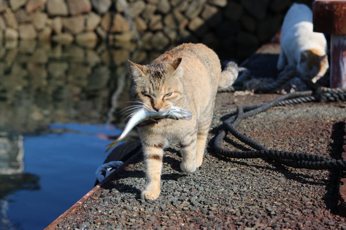 猫の島 青島 一匹の猫が魚をくわえています 猫の会長さんが釣りをしている最中に横取りしたようです 意気揚々と歩いています 他の猫たちに自慢しているようです 猫の島 青島 一匹の猫が魚をくわえています 猫の会長さんが釣りをしている最中に横取りしたようです 意気揚々と歩いています 他の猫たちに自慢しているようです