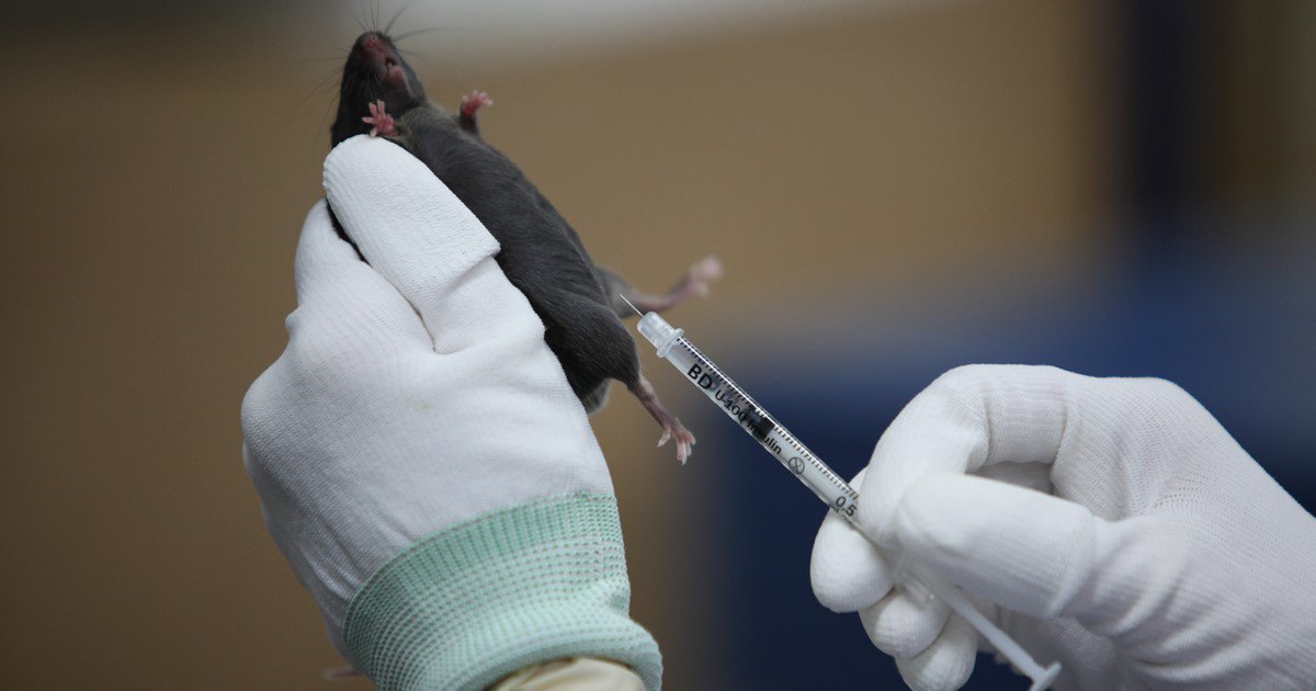 작년 실험용 동물 289만마리…10마리중 7마리꼴 고통느껴 ow.ly/LvG0309qd6X  #동물실험