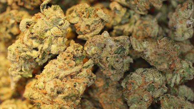 GlobeBC's tweet photo. Patients report choosing marijuana over opioids for pain: study https://t.co/SQfEF4yJ48 https://t.co/nk0B2BDMn1