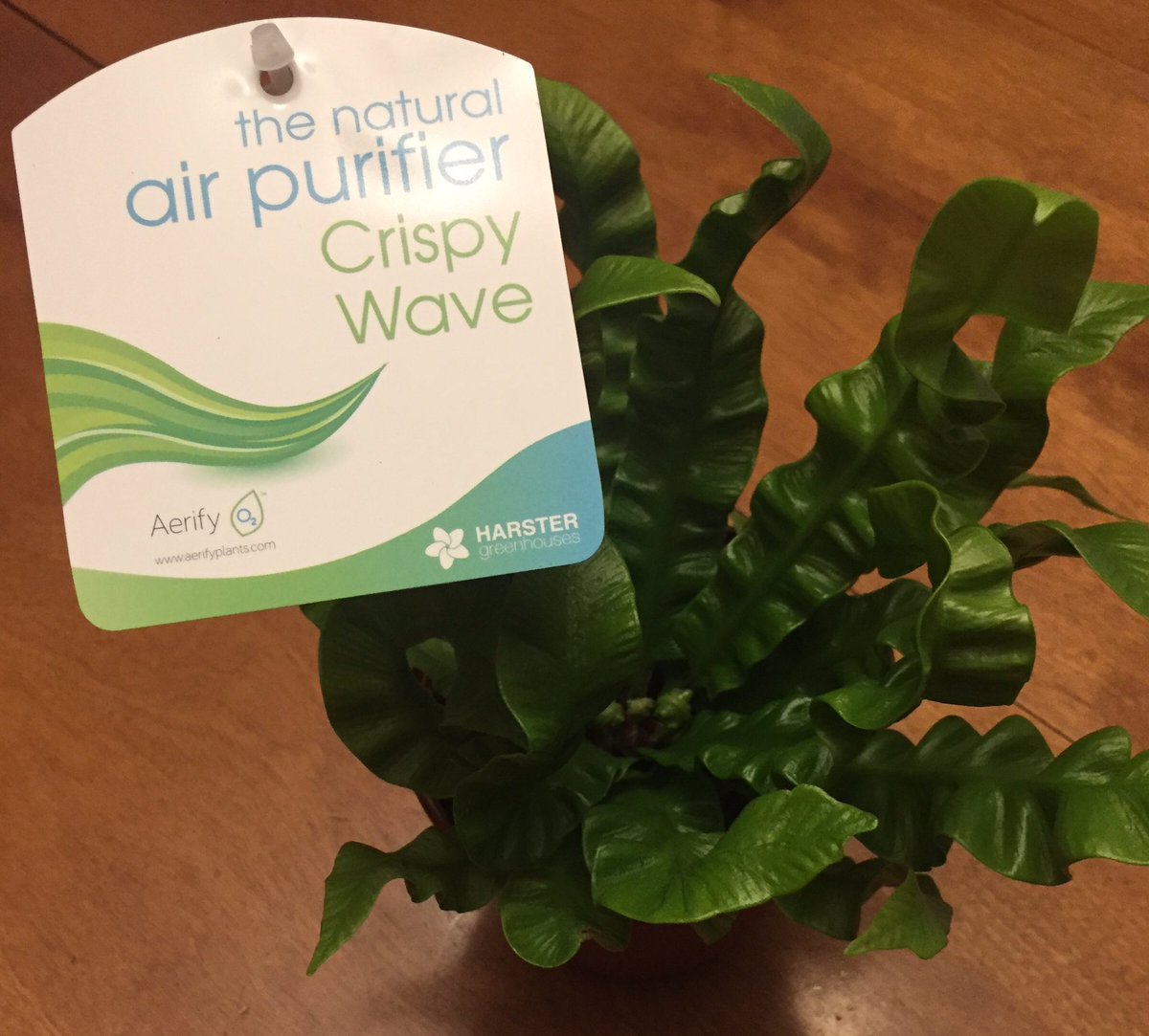 CarletonAir's tweet image. Very excited for this new plant! The Crispy Wave fronds' thickness and rigidity allow the plant to filter and purify indoor air!