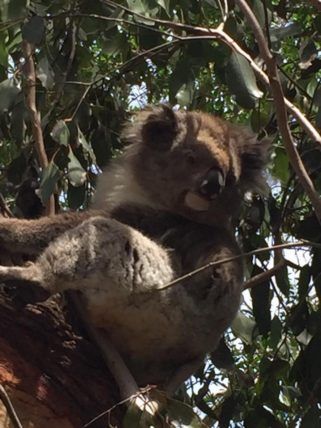 WAVEJourney's tweet image. #Travel to #Australia for a Swinging Summer of Golf &amp;amp; Adventure buff.ly/2liz797 #TBIN