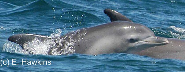 Dolphin Research Australia looking for volunteers for expeditions in Moreton Bay: dolphinresearchaustralia.com #EcoVolunteer